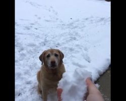 When This Dog Loses His Snowball In The Snow He Goes Completely Bonkers