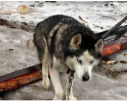 Husky Spent 15 Yrs On A Chain, Living In Waste Until Kindness Finally Finds Him