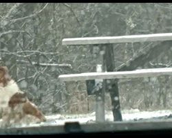 Heartbroken Dog Refused To Leave The Spot Where Her Family Abandoned Her