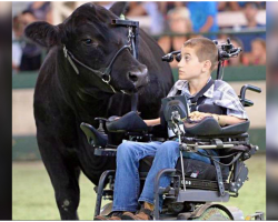 Boy In Wheelchair Leads Steer In Inspirational Moment, Arena Erupts In Cheers