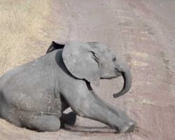 Baby Elephant Throws Temper Tantrum And Mom Knows What To Do