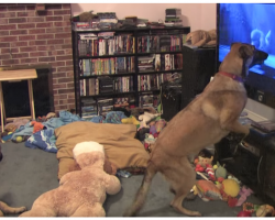 Dad Secretly Records Dog Watching TV Then His Favorite Movie Comes On