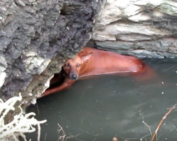 Exhausted Dog Found Clinging To The Side Of A Deep Well Is All Smiles Now
