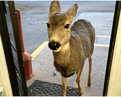 Curious Deer Wanders Into Store, Later Returns With Unexpected Visitors