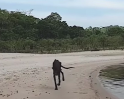 Cruise Docks At Deserted Island, And Man Sees Skeletal Dog Running Toward Him