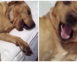 Lazy Dog Won’t Get Out Of Bed – Until Mom Says The “Magic Word”