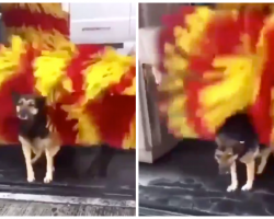 Stray Dog Visits Car Wash Daily To Use The ‘Petting Machine’