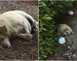 Dog found living in the dirt after his owners moved away and left him behind