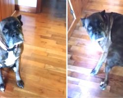 Dog Hears Her Favorite Song “Wiggle Wiggle”, And She Just Can’t Control Herself