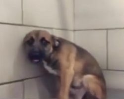 Dog huddles against the wall, shaking with fear – now watch when a rescue worker reaches out