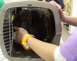 Dog has been stuck in box all his life – now watch the moment vets finally release him