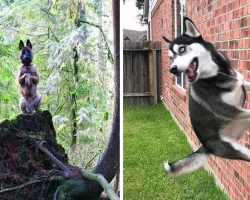 16 Dogs Doing… Whatever In The World It Is They’re Doing