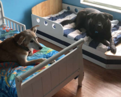 Each One Of Family’s Seven Rescue Dogs Has Its Very Own Toddler Bed