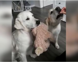 Dog’s Jealous That Brother’s Getting Treats, His Solution Has Audience In Uproar