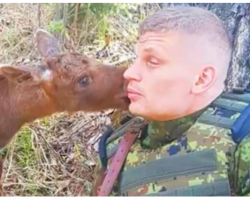 Soldier Goes Face To Face With Baby Moose, Calf Tries To Alert Him To Something