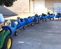 82-Year-Old Retired Man Found A New Calling And Built A Dog Train For Foster Dogs