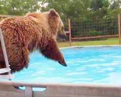 Grizzly bear in a pool having fun has to be the happiest video you’ll see