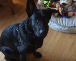 German Shepherd was asked to pick his favorite toy and it’s the cutest