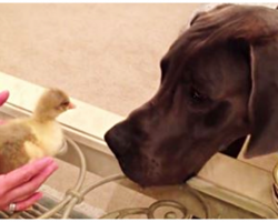 Great Dane Freaks Out Over Baby Goose, Hilarious Encounter Has Mom Cracking Up