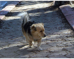 Grieving Dog Leaves House Every Morning, Family Follows And Their Hearts Break