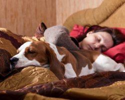 7 Things That Happen When You Share Your Bed With Your Dog