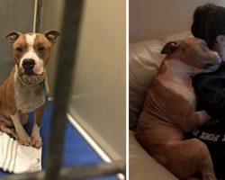 Dog Saved From Death Row Thanks Mom In Most Incredible Way—And The Photo Is Quickly Going Viral