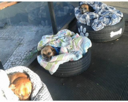 Bus Station Gives Homeless Dogs Special Beds And A Warm Place To Sleep