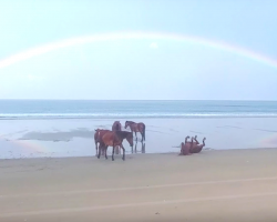 Beautiful Moment Captured As Horses Relax And Play On Beach Under A Rainbow