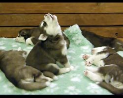 First Howl of a Puppy Sounds More “Wookie” Than Husky