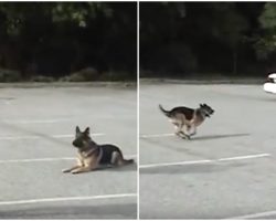 With A Gesture From His Handler, K9 Runs To Car And Impresses Cops With Trick