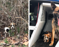 K9 Super Happy And Proud Of Himself For Rescuing Three Pups Abandoned In The Brush