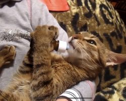 Kitten Starts Drinking From A Bottle — But Listen To The Sound She’s Making