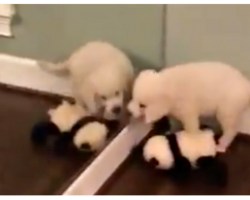 Lab Puppy Is So Confused When He Tries To Share His Toy With Himself