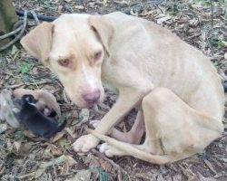 Mama Dog Tied Up And Left To Die, Kept Her Puppies Alive For 10 Days Waiting For Help