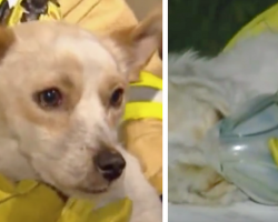 Dog Refuses To Leave Burning House Because He’s Protecting 4 Little Friends Inside