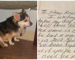 Woman Gives Up Old Dog To Shelter With A Heartbreaking Letter Why
