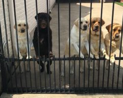 Mailman Caught on Camera with Dogs, How He Treats them Says it All