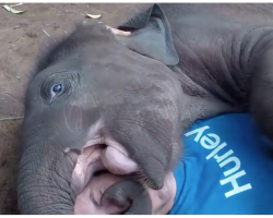 Baby Elephant Thinks Bald Man Is A Pacifier And He Loves Every Minute Of It