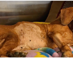 Little Dachshund With Heart Of A Lion Fights To Live After He’s Used As Bait