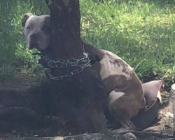 Pit Bull Found Tied So Tightly To A Tree That He Couldn’t Move His Head