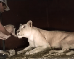 Mom Lioness Just Have Birth To Cute Lion Cub And Then This Man Tries To Pick The Little Cub Up