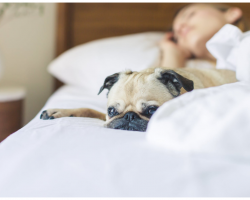 Study Proves Dogs Sleeping In Bed Helps Chronic Pain Sufferers