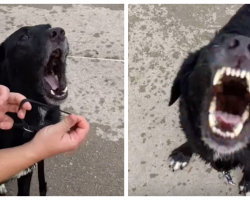 When Pup Doesn’t Want To Leave, He Screams In Protest When Mom Says ‘Let’s Go’