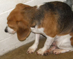 Scared Shelter Dog Was Constantly Ignored — Until One Man Showed Up