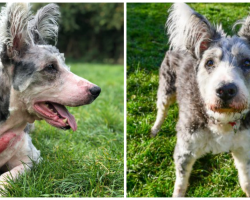 Nobody Wants To Adopt Older Dog Because Of His Bat Ears And Huge Tongue