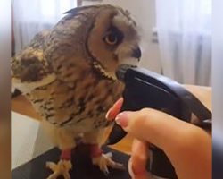 Owl’s About To Get Bathed With Squirt Bottle, Has Internet Cracking Up With His Reaction To It