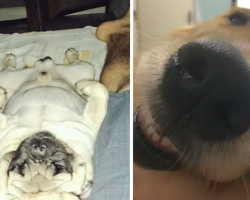 14 Dogs Who Don’t Understand Personal Space