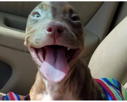 Overjoyed Pit Bull Puppy Can’t Stop Smiling As She Leaves Shelter To Go Home