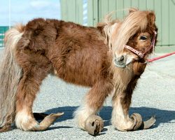 Locked In A Shed For A Decade, Pony’s Hooves Were So Long She Could Barely Walk