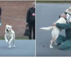 Soldier’s Service Dog Joyfully Reunites With The Inmate Who Trained Him